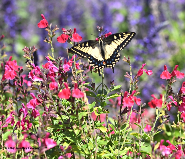 An anise swallowtail, Papilio zelicaon, sets the scene in the Kate Frey Pollinator Garden at Sonoma Cornerstone. (Photo by Kathy Keatley Garvey)