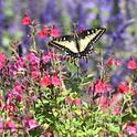 An anise swallowtail, Papilio zelicaon, sets the scene in the Kate Frey Pollinator Garden at Sonoma Cornerstone. (Photo by Kathy Keatley Garvey)