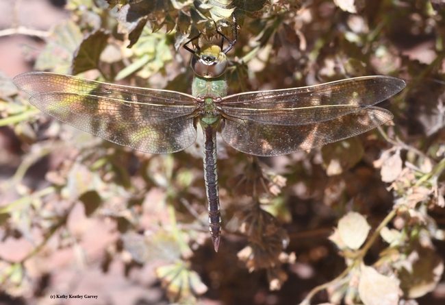 Green darner dragonfly, Anax junius, in Benicia State  Historical Park. (Photo by Kathy Keatley Garvey)