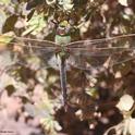 Green darner dragonfly, Anax junius, in Benicia State  Historical Park. (Photo by Kathy Keatley Garvey)