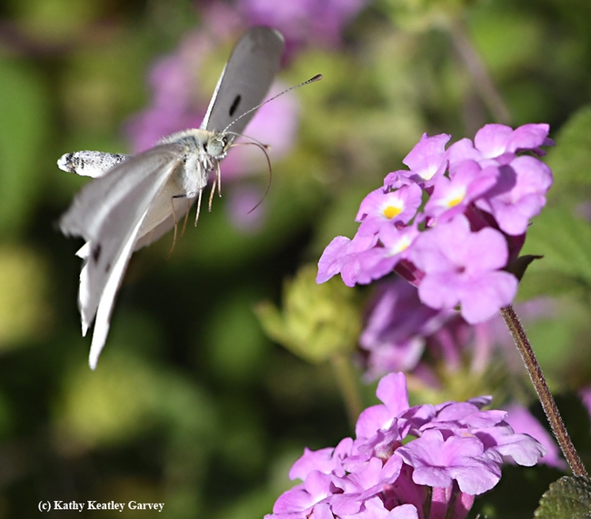 The cabbage white butterfly flips.  (Photo by Kathy Keatley Garvey)