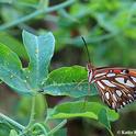 A Gulf Fritillary laying eggs on her host plant, passionflower vine. Note the eggs (yellow dots) on the left. (Photo by Kathy Keatley Garvey)