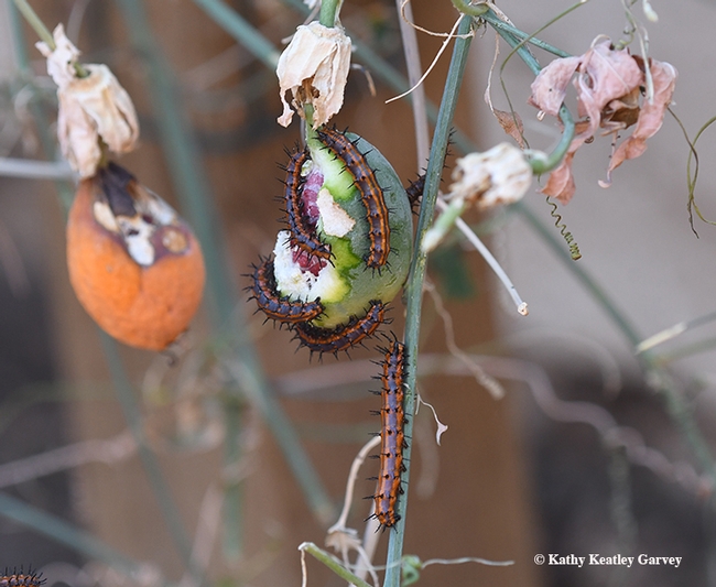 No leaves--just fruit--remain on this skeletonized passionflower vine. (Photo by Kathy Keatley Garvey)