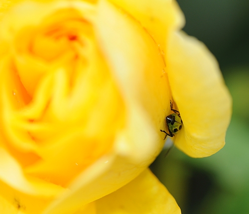 SPOTTED cucumber beetle in the folds of a yellow rose in the All-America Rose Selections (AARS) Test Garden at UC Davis. (Photo by Kathy Keatley Garvey)