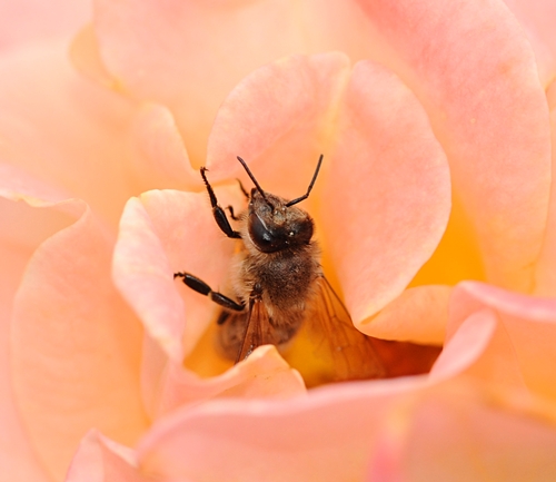 HONEY BEE pokes her head from a pink rose in the All-America Rose Selections (AARS) Test Garden on Hopkins Road, UC Davis. (Photo by Kathy Keatley Garvey)