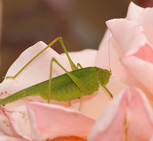 KATYDID makes its home in the All-America Rose Selections (AARS) Test Garden. (Photo by Kathy Keatley Garvey)