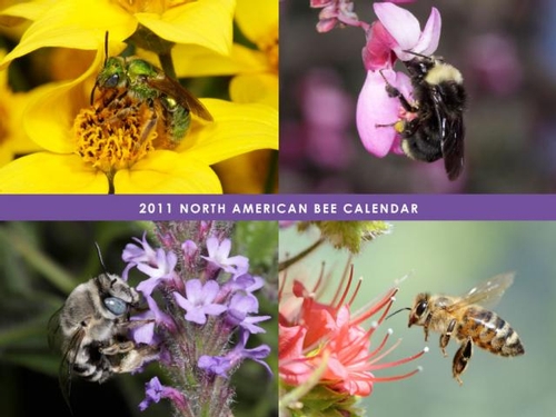 North American Bee Calendar