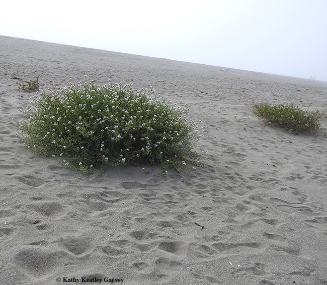 European sea rocket grows in clumps or mounds on sandy beaches along the coastlines of North Africa, western Asia, and North America. (Photo by Kathy Keatley Garvey)
