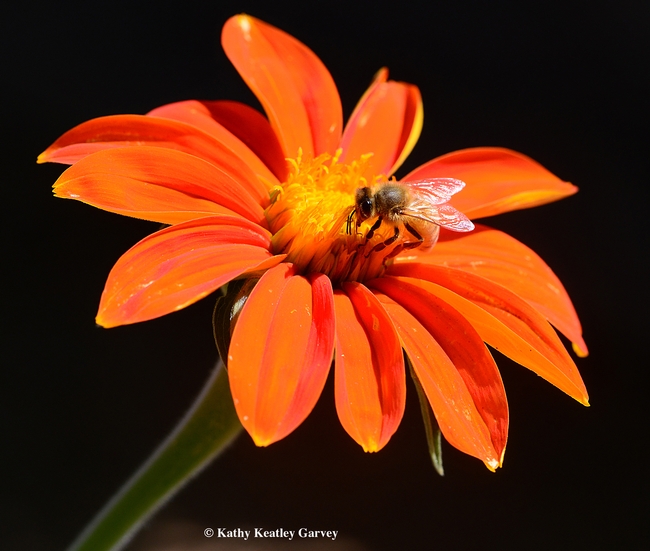 A honey bee sipping nectar from a Mexican sunflower (Tithonia). (Photo by kathy Keatley Garvey)