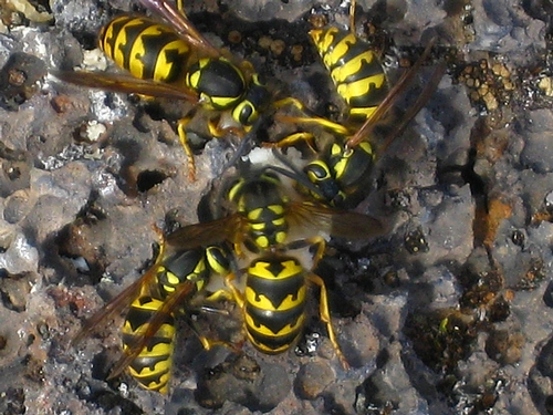 Yellowjackets! - Bug Squad - ANR Blogs