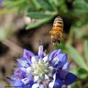 A honey bee heads for a lupine blossom. Nectar-living microbes release scents or volatile compounds, too, and can influence a pollinator’s foraging preference, according to UC Davis community ecologist Rachel Vannette, recipient of a Hellman Fellowship. (Photo by Kathy Keatley Garvey)