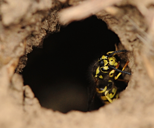 EMERGING from a hole, a yellowjacket defends her nest.  (Photo by Kathy Keatley Garvey)