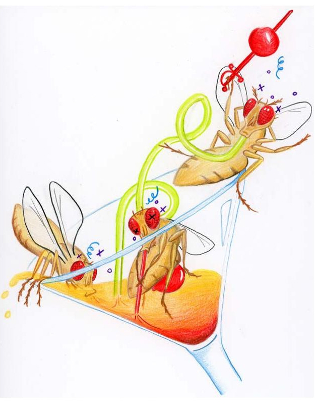 Learn about the 'Drinking Drosophila and Drunk Drosophila' at UC Davis  Seminar - Bug Squad - ANR Blogs
