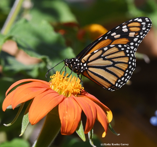 A monarch sips nectar from a Mexican sunflower (Tithonia). (Photo by Kathy Keatley Garvey)
