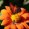 The syrphid fly tries to seek some nectar, but the Gulf Fritillary proclaims 