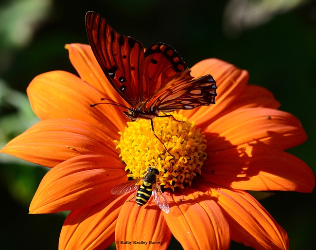 The butterfly begins to spread its wings as the syrphid edges closer to the nectar. (Photo by Kathy Keatley Garvey)