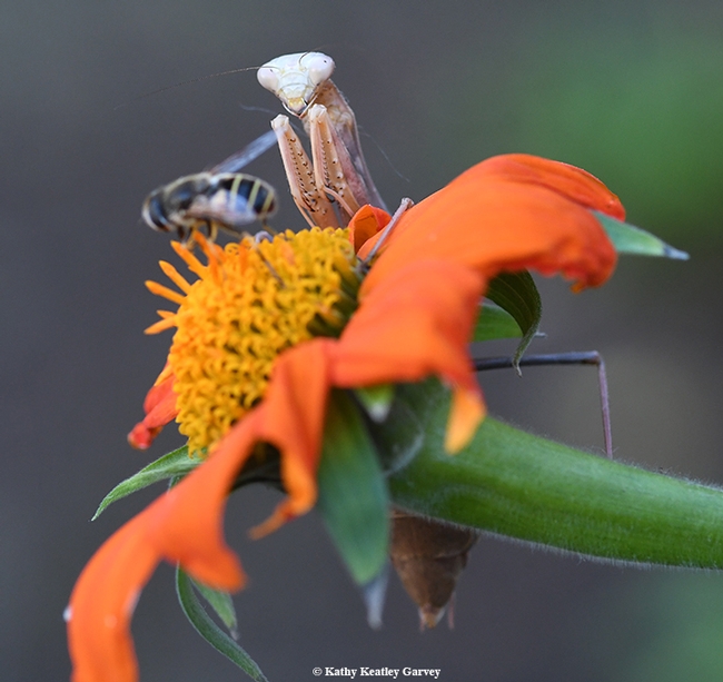 A drone fly (syrphid) lands on the blossom as a hungry praying mantis watches intently. (Photo by Kathy Keatley Garvey)