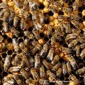 What's going on in the hive? World-renowned honey bee geneticist Robert Eugene “Rob” Page Jr., the 2018 recipient of the Thomas and Nina Leigh Distinguished Alumni Award, UC Davis Department of Entomology and Nematology, will speak on 