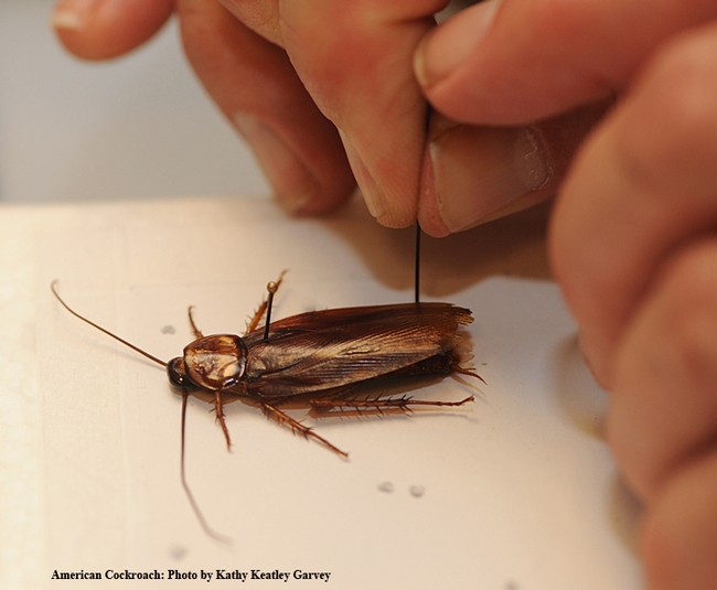 Senior museum scientist Steve Heydon pins an American cockroach. (Photo by Kathy Keatley Garvey)
