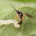 A parasitic wasp, Microplitis demolitor, laying an egg (ovipositing) in larva of soybean looper moth. (Photo by Jena Johnson of the Michael Strand lab, University of Georgia)
