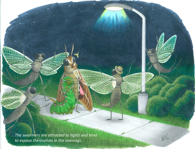 “The swarmers are attracted to lights and tend to expose themselves in the evenings,
