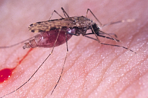 CLOSE-UP of blood-feeding malaria mosquito, Anopheles gambaie, These mosquitoes transmit a parasite that kills more than a million people a year, primarily in Africa. (Photo by Anton Cornel, UC Kearney Agricultural Center/UC Davis Department of Entomology)
