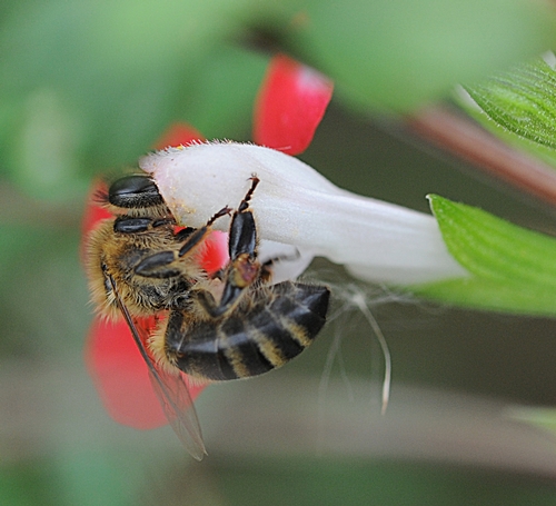 HONEY BEE gathers nectar from the mint bush sage at the Haagen-Dazs Honey Bee Haven at UC Davis. (Photo by Kathy Keatley Garvey)