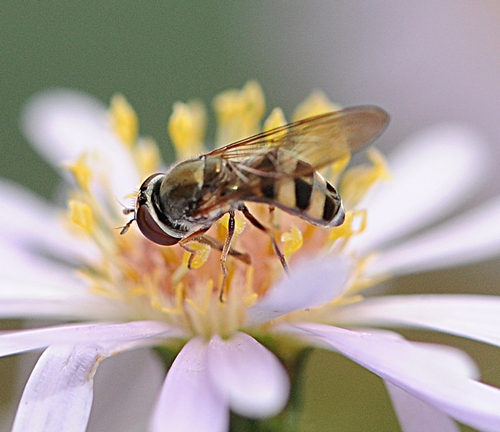 CLOSE-UP of hover fly, also known as a syrphid fly or flower fly. (Photo by Kathy Keatley Garvey)