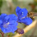 Phacelia campanularia was one of the 43 plants tested in the UC Davis research garden. Here a honey bee sips nectar from a blossom. (Photo by Kathy Keatley Garvey)