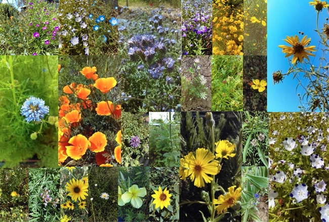 These are some of the 43 plants tested in the UC Davis research garden. This is an illustration from the research paper. (Photos by Ola Lundin)