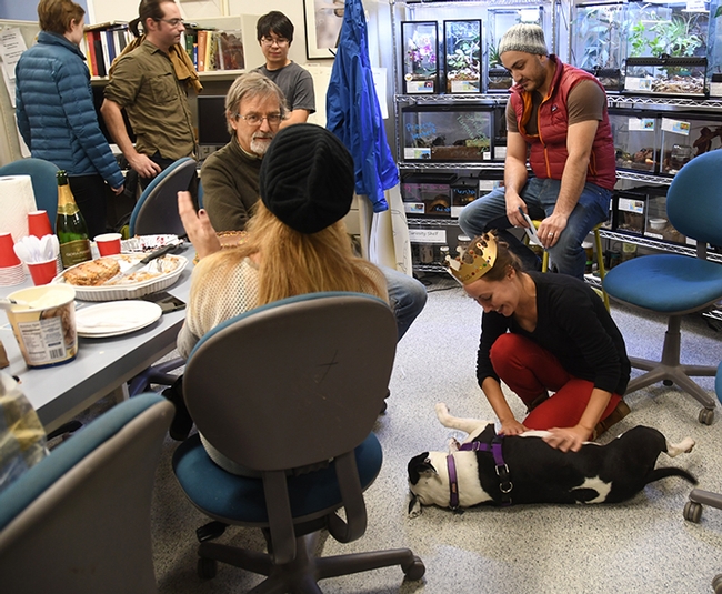 Lucy, a three-legged mascot at the Bohart Museum of Entomology, gets some love from Jessica Gillung. Lucy, a rescue dog, was adopted by Fran Keller, assistant professor at Folsom Lake College who received her doctorate in entomology from UC Davis. (Photo by Kathy Keatley Garvey)