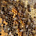 A honey bee colony at work. Extension apiculturist Elina  Niño will discuss three topics dealing with 