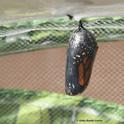 A monarch chrysalis hangs like an ornament. (Photo by Kathy Keatley Garvey)