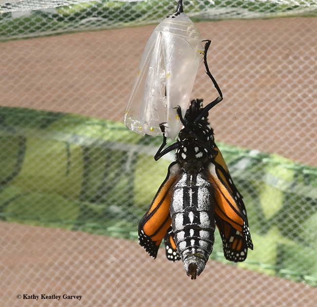 A monarch ecloses. (Photo by Kathy Keatley Garvey)