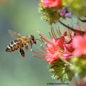 A honey bee heads toward a tower of jewels, Echium wildpretii. (Photo by Kathy Keatley Garvey)