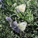 Two cabbage white butterflies, Pieris rapae, flutter over catmint in Vacaville, Calif. (Photo by Kathy Keatley Garvey)