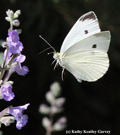 A cabbage white butterfly, Pieris rapae, in flight. (Photo by Kathy Keatley Garvey)