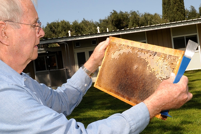 Norm Gary, emeritus professor of entomology at UC Davis, examines a frame at the Harry H. Laidlaw Jr. Honey Bee Research Facility. (Photo by Kathy Keatley Garvey)