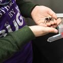 Mexican redknee tarantula, the new project of 9-year-old Delsin Russell of Vacaville. Santa delivered the much-wanted gift on Christmas Eve. (Photo by Kathy Keatley Garvey)