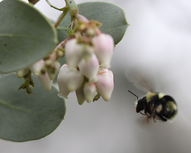 Black-tailed bumble bee, Bombus melanopygus, heads for a manzanita blossom in the UC Davis Arboretum and Public Garden. (Photo by Kim Chacon)