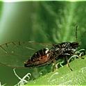 The potato psyllid, a pest of potatoes, transmits a bacteria that causes zebra chip disease. (Photo by Don Henne)
