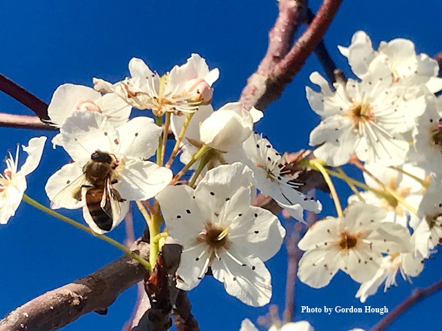 Benicia resident Gordon Hough captured this image of a bee nectaring on a Pyrus calleryana (Bradford pear or another cultivar) at the Benicia State Recreation Area on Monday, Jan. 21, as identified by Daniel Potter, UC Davis professor of plant sciences.