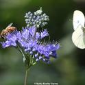 Have you seen a cabbage white butterfly yet this year? This image, taken last summer in Vacaville, shows a cabbage white butterfly trying to share a blossom with a honey bee. (Photo by Kathy Keatley Garvey)