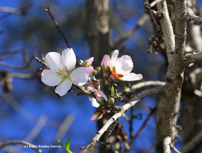 Almonds are blooming in Benicia. (Photo by Kathy Keatley Garvey)