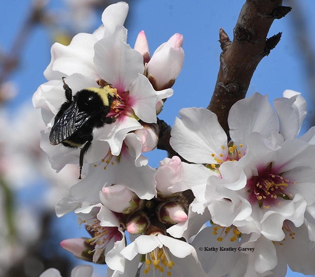 A yellow-faced bumble bee,  Bombus vosnesenskii, nectaring on almonds in Benica. (Photo by Kathy Keatley Garvey)