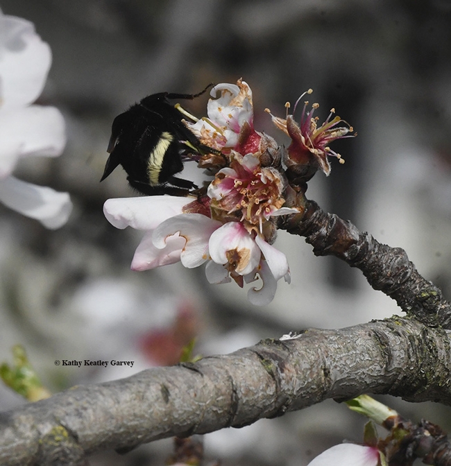 Time to go! Bombus vosnesenskii departs one blossom for another. (Photo by Kathy Keatley Garvey)