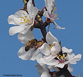 Honey bee nectaring on almond blossom in Benicia. (Photo by Kathy Keatley Garvey)