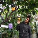 Ernesto Sandoval, collections manager for the UC Davis Botanical Conservatory, checks out the cacao tree, aka 