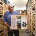 Entomologist Jeff Smith, who curates the Lepidoptera collection at the Bohart Museum, holds some of the Morpho specimens. (Photo by Kathy Keatley Garvey)