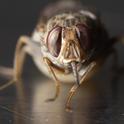 Close-up of a gravid tsetse fly (Glossina morsitans morsitans). (Photo by Geoffrey Attardo)